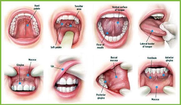 Patient talking with dentist about oral health